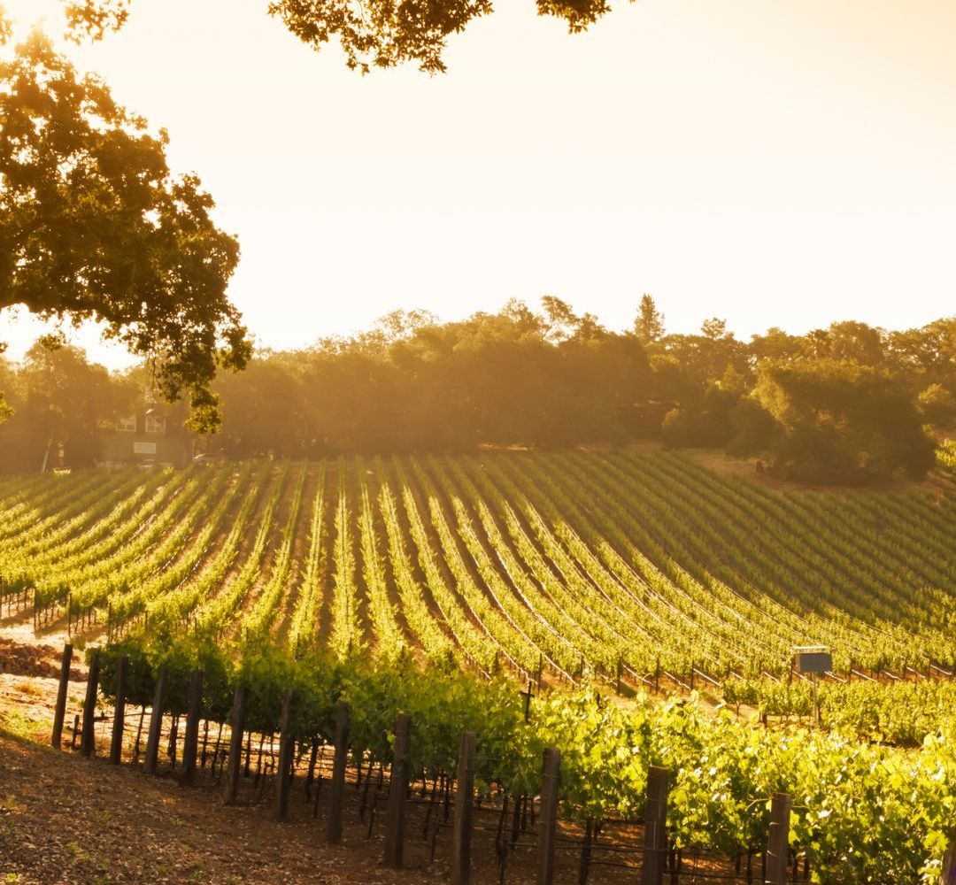 Balade sur La Route des Grands Crus
