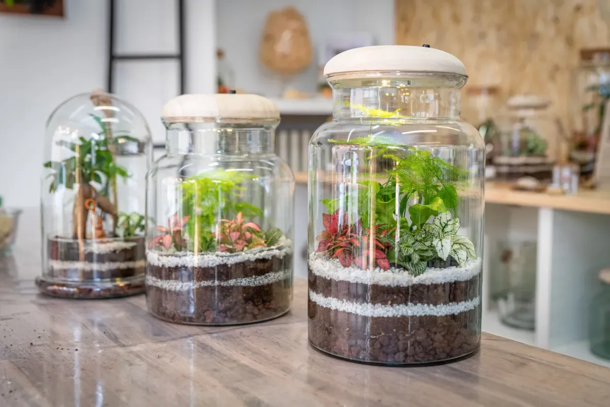 Wecandoo - Atelier de création de terrarium