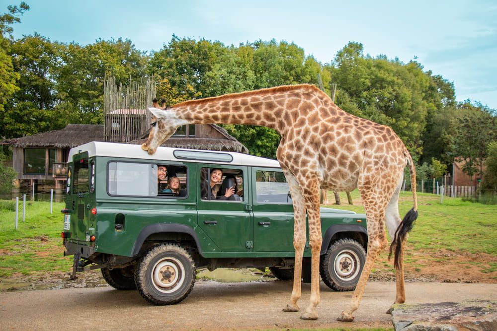Planète Sauvage - Séminaire d'entreprise au safari