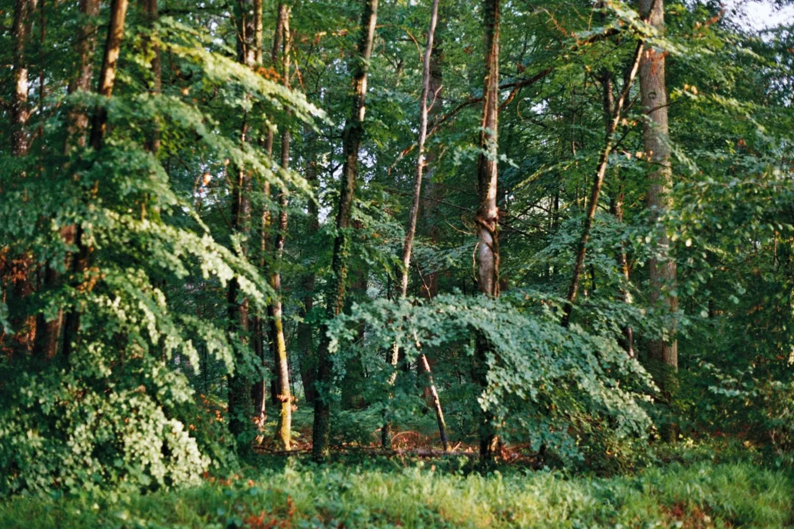 La forêt de Fontainebleau
